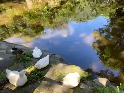 平塚八幡宮の動物
