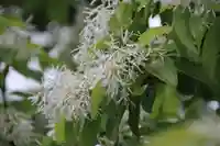 開成山大神宮の庭園