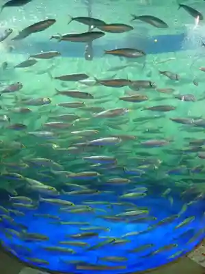 磐井神社(東京都)