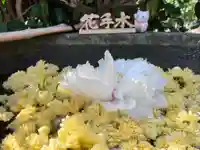 真言宗 善通寺派 薬王寺(香川県)