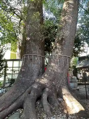 鳩ヶ谷氷川神社(埼玉県)