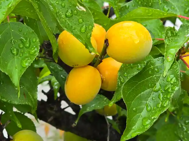 青嶠寺(滋賀県)