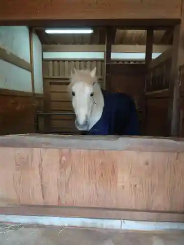 金刀比羅宮の動物