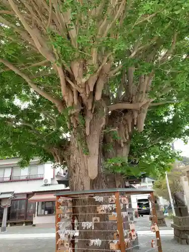 鴨居八幡神社の自然