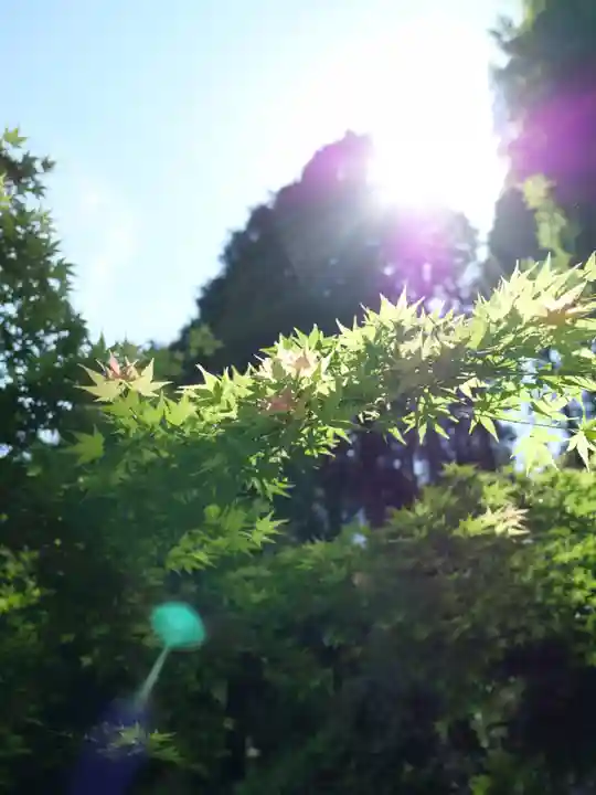 普門寺(切り絵御朱印発祥の寺)の自然