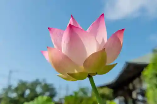 大久寺(神奈川県)