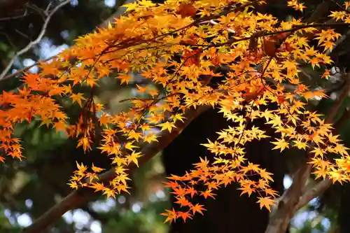 鹿島大神宮の自然