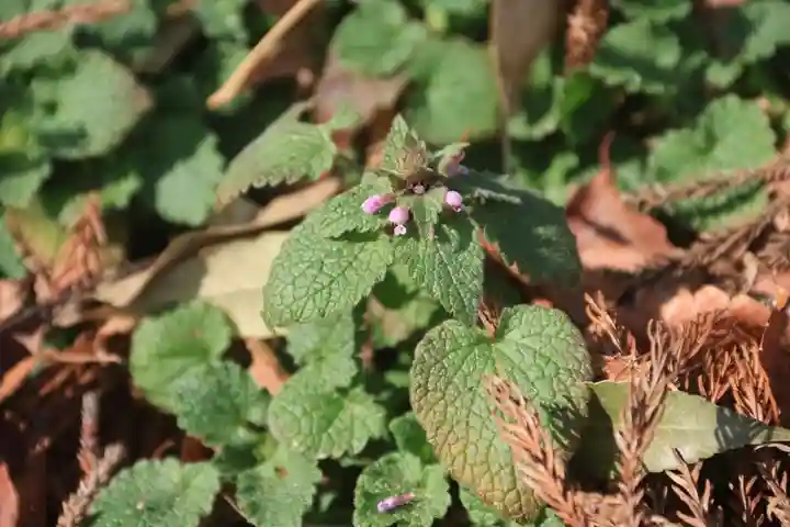 田村神社の自然
