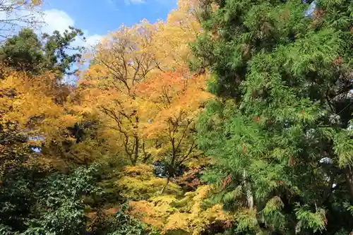 磐椅神社の自然