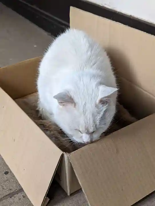 愛宕神社の動物