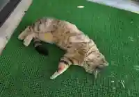 鹿角八坂神社の動物