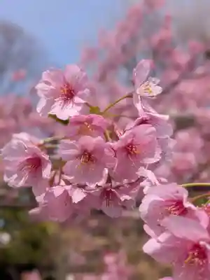 鳩森八幡神社(東京都)