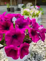 伊達神社(北海道)