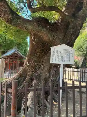 阿遅速雄神社(大阪府)
