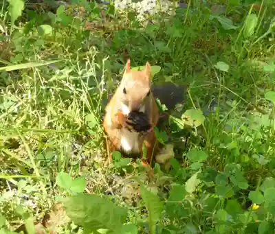 留辺蘂神社の動物
