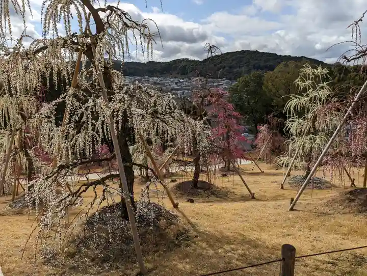三室戸寺(京都府)