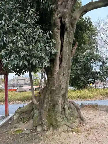 佐和良義神社の自然