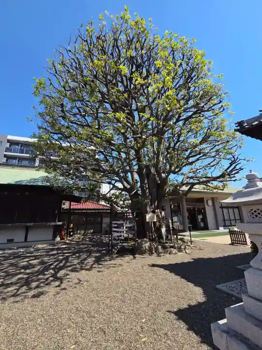 嶺白山神社(東京都)