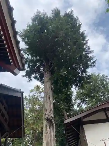 駒形神社(群馬県)