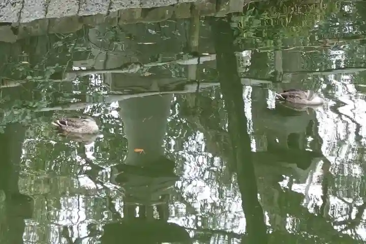 住吉大社の動物