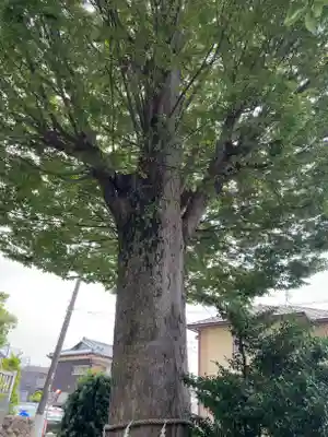 伊勢原大神宮の自然