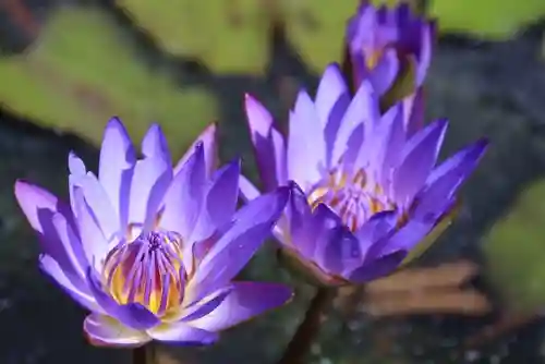 安養寺(京都府)