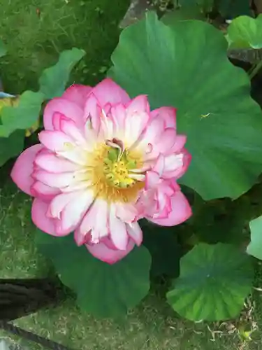 三室戸寺の自然