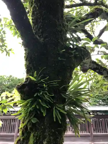 秩父神社の自然