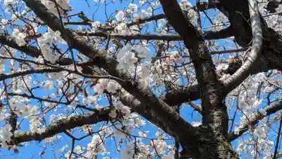 妙雲院(京都府)