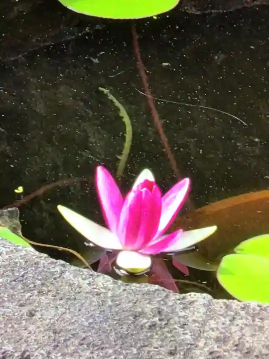 宝仙寺(東京都)