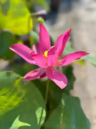 大光寺(大阪府)