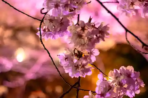 新城藤原神社(長野県)