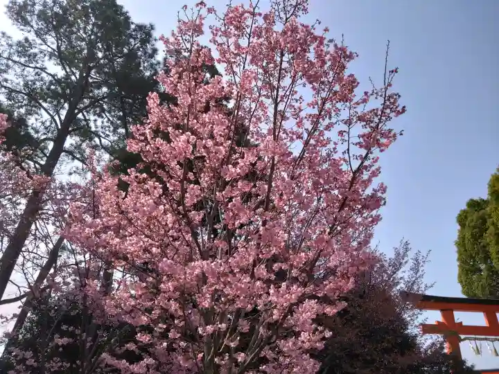 賀茂別雷神社(上賀茂神社)の{uncategorized: "未分類", other: "その他", undefined: "問題あり", building: "その他建物", grave: "お墓", sacred_gate: "鳥居", guardian: "狛犬", statue: "像", buddha: "仏像", history: "歴史", nature: "自然", garden: "庭園", animal: "動物", pagoda: "塔", temizu: "手水舎", mountain_gate: "山門・神門", sanctuary: "本殿・本堂", subordinate: "末社・摂社", art: "芸術", scenery: "景色", jizo: "地蔵", ema: "絵馬", goshuin: "御朱印", omikuji: "おみくじ", items: "授与品その他", amulet: "お守り", goshuincho: "御朱印帳", eats: "食事", festival: "お祭り", votive_dance: "神楽", shichigosan: "七五三参", wedding: "結婚式", experience: "体験その他", initially: "初詣", around: "周辺", anti_infection: "感染症対策"}