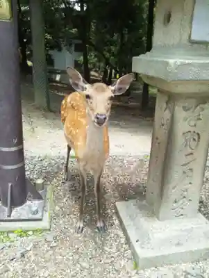 東大寺の動物