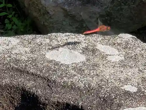 若宮八幡宮の動物