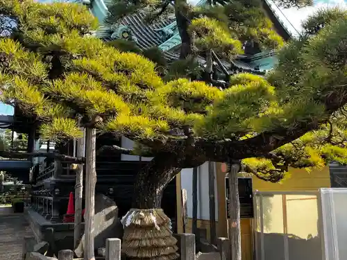題経寺（柴又帝釈天）(東京都)
