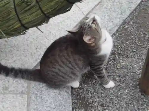 伊勢原大神宮の動物