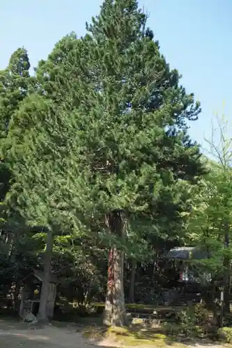 若狭神宮寺の庭園