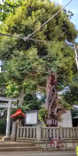 小豆澤神社の自然