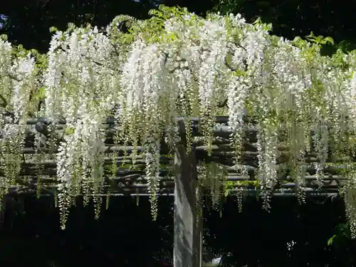 玉敷神社(埼玉県)