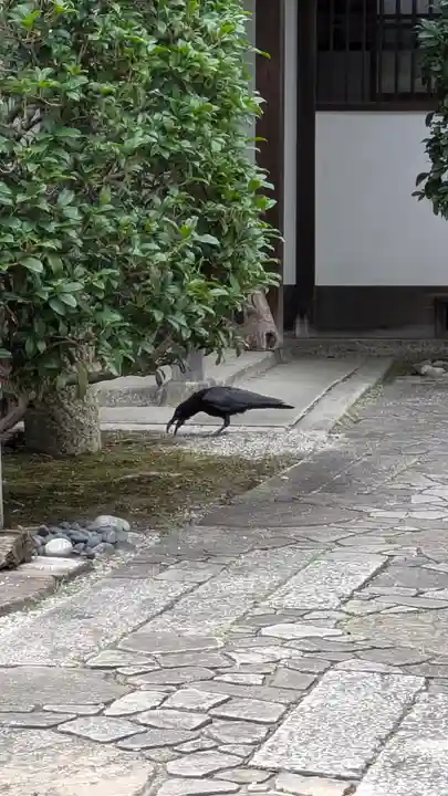 香雪院(京都府)