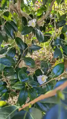 神光院(京都府)