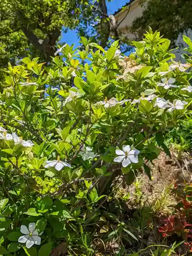くろ谷 金戒光明寺の自然