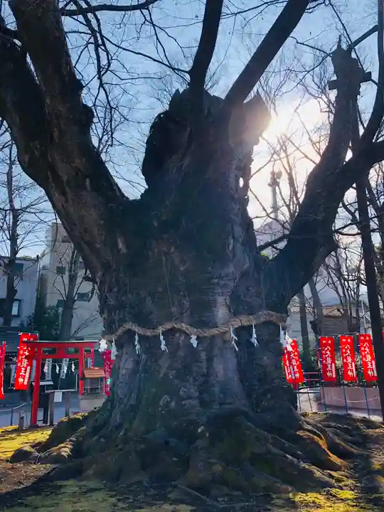 秩父今宮神社の自然