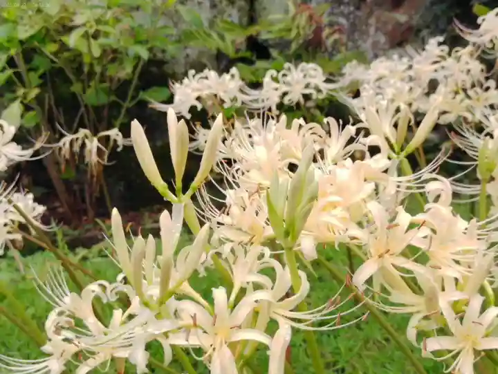 横浜 西方寺の自然