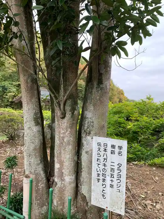 長泉寺の自然