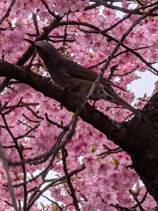 新宿下落合氷川神社(東京都)