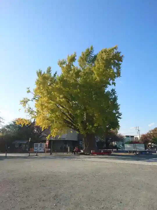 時宗総本山 遊行寺(正式:清浄光寺)(神奈川県)