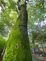 伊勢神社の自然