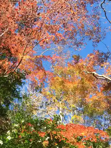 秩父御嶽神社の自然